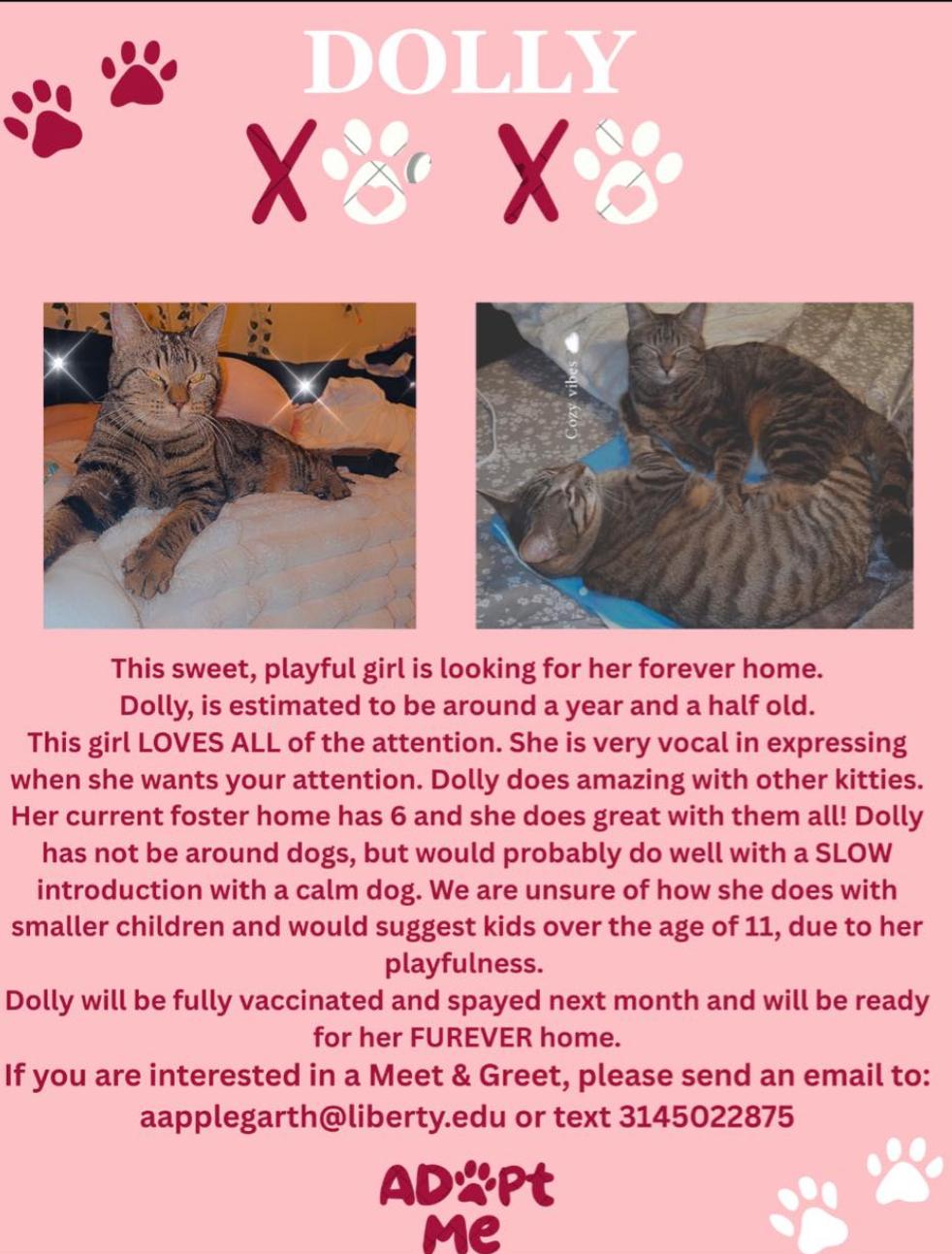 Dolly, a Adoptable mixed breed in Temple, TX image 2/3