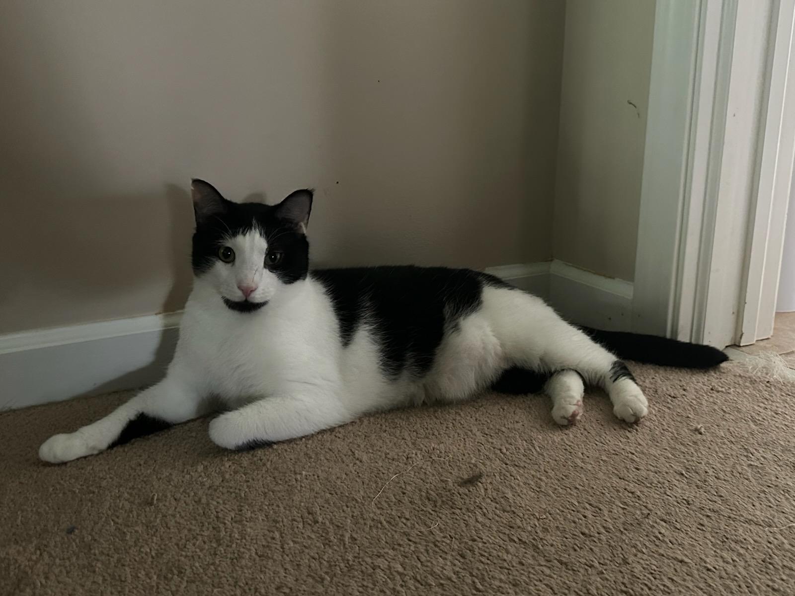 Enlarge Moo, a ADOPTABLE Domestic Short Hair in Honeoye, NY image 1/1