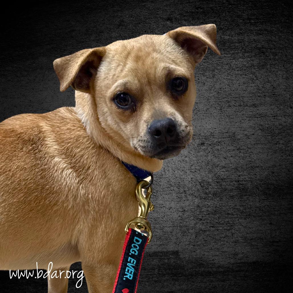 Yukon, Adoptable, Young Male Pug & Chihuahua.