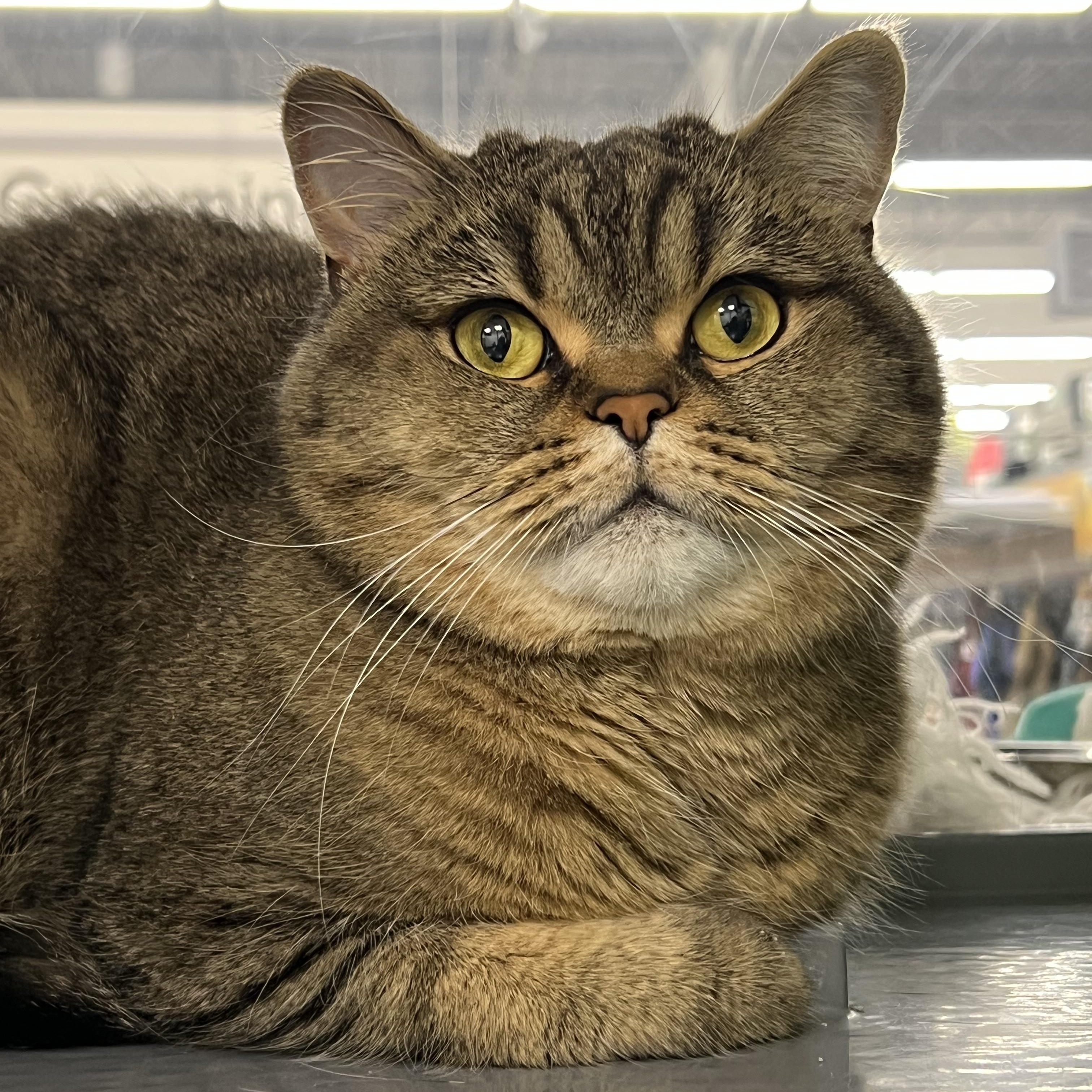 Peeshu, adopted, Adult Male British Shorthair.