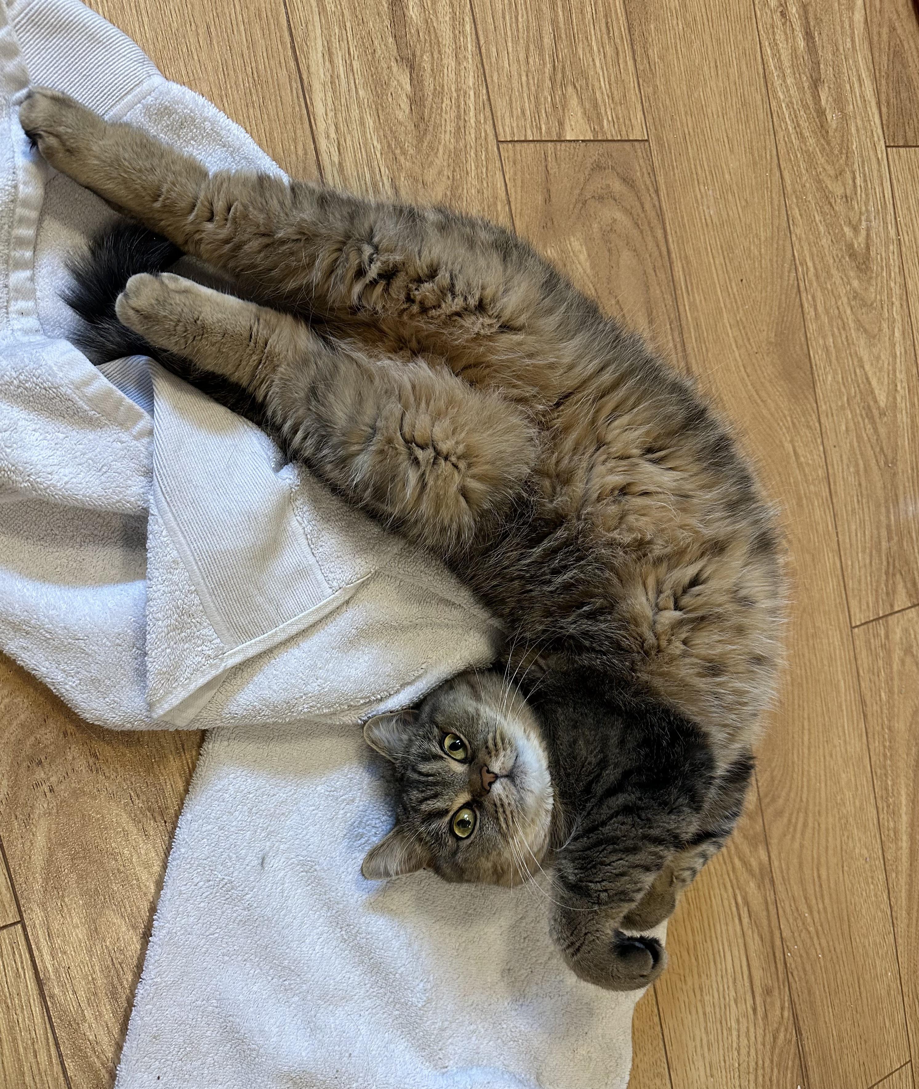 Enlarge Peeshu, an adopted British Shorthair in Pickering, ON image 3/3