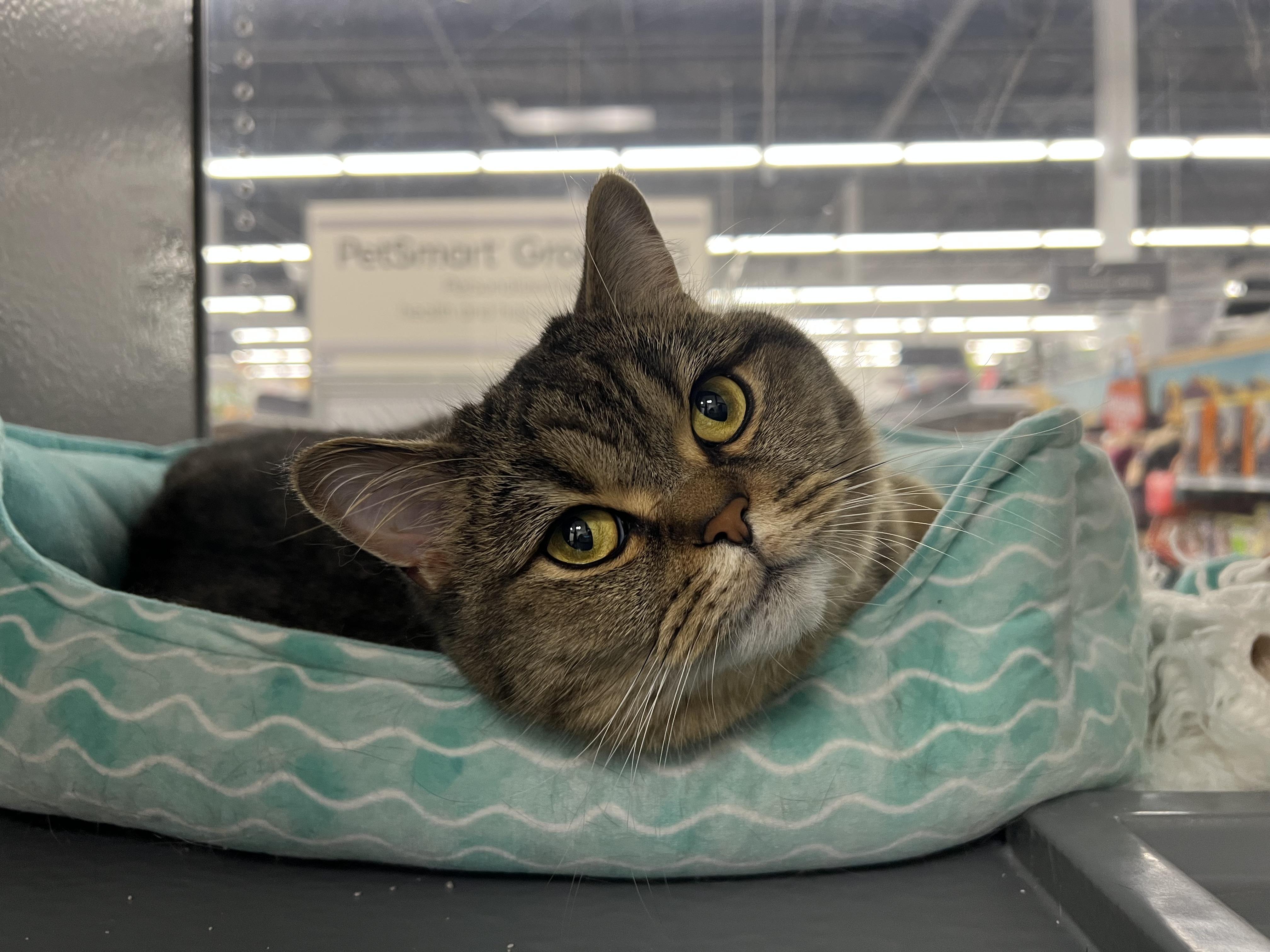 Enlarge Peeshu, an adopted British Shorthair in Pickering, ON image 2/3