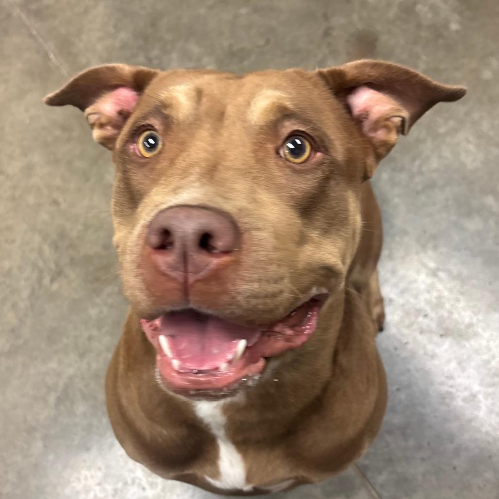 Enlarge Tootsie, a Adoptable Pit Bull Terrier in Manhattan, KS image 1/6