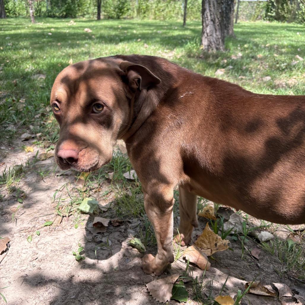 Enlarge Tootsie, a Adoptable Pit Bull Terrier in Manhattan, KS image 2/6