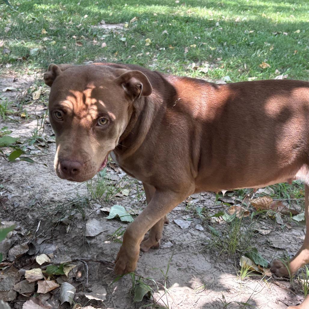 Enlarge Tootsie, a Adoptable Pit Bull Terrier in Manhattan, KS image 3/6