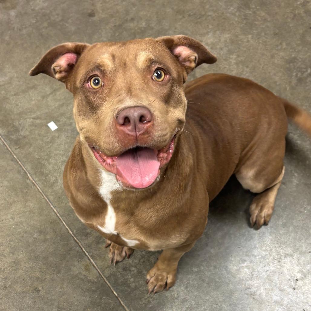 Enlarge Tootsie, a Adoptable Pit Bull Terrier in Manhattan, KS image 4/6