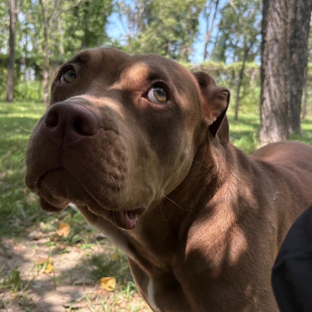 Enlarge Tootsie, a Adoptable Pit Bull Terrier in Manhattan, KS image 5/6