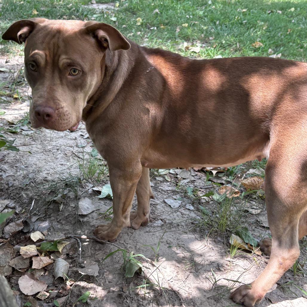 Enlarge Tootsie, a Adoptable Pit Bull Terrier in Manhattan, KS image 6/6