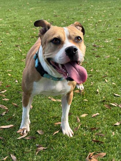 Atlas - 1, Adoptable, Senior Female Mixed Breed & Mixed Breed.