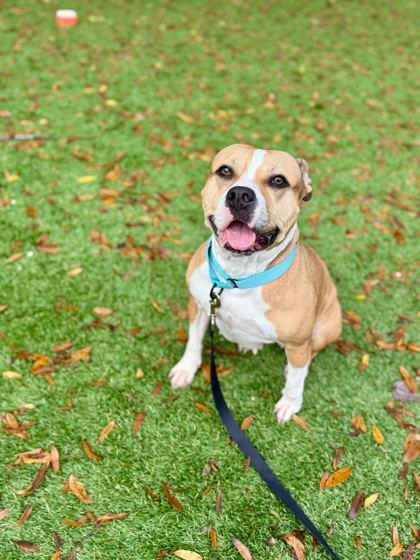 Enlarge Atlas - 1, a Adoptable mixed breed in Daytona Beach, FL image 1/1