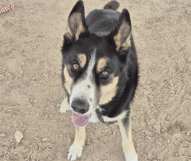 HUNTER, Adoptable, Senior Male German Shepherd Dog & Mixed Breed.