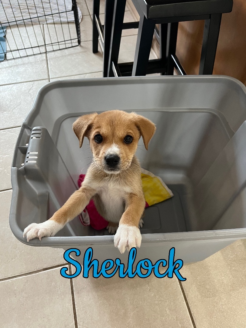 Sherlock