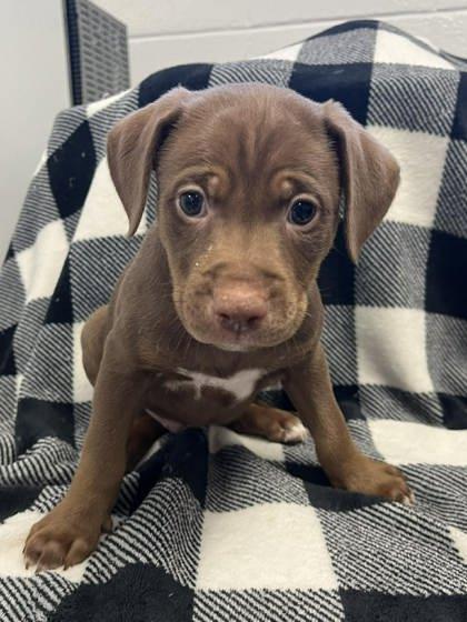 Penny, Adoptable, Adult Female Hound & Mixed Breed.