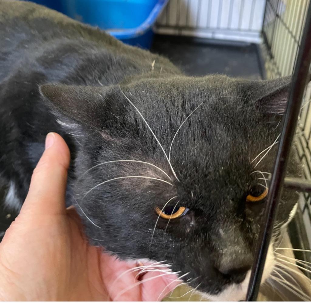 Enlarge PURRLENE, a Adopted mixed breed in Muskegon, MI image 1/3