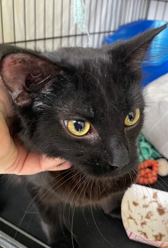 Enlarge PURRLENE, a Adopted mixed breed in Muskegon, MI image 2/3