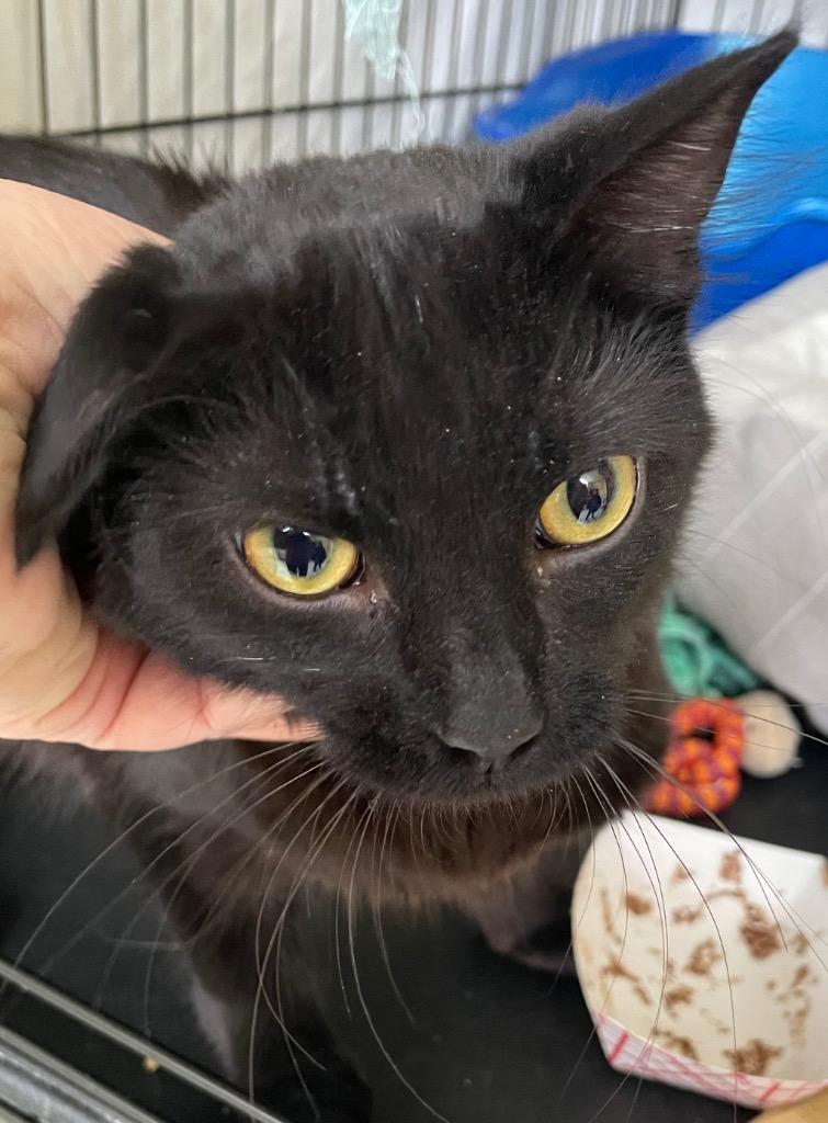 Enlarge PURRLENE, a Adopted mixed breed in Muskegon, MI image 3/3