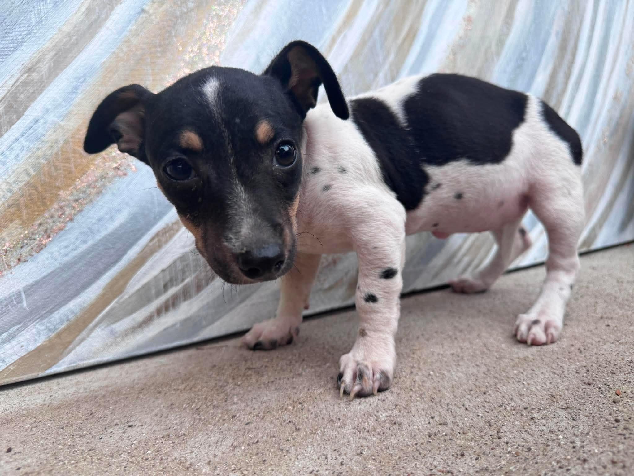 Hannah, a ADOPTABLE Mixed Breed in Rochester , NY image 2/4