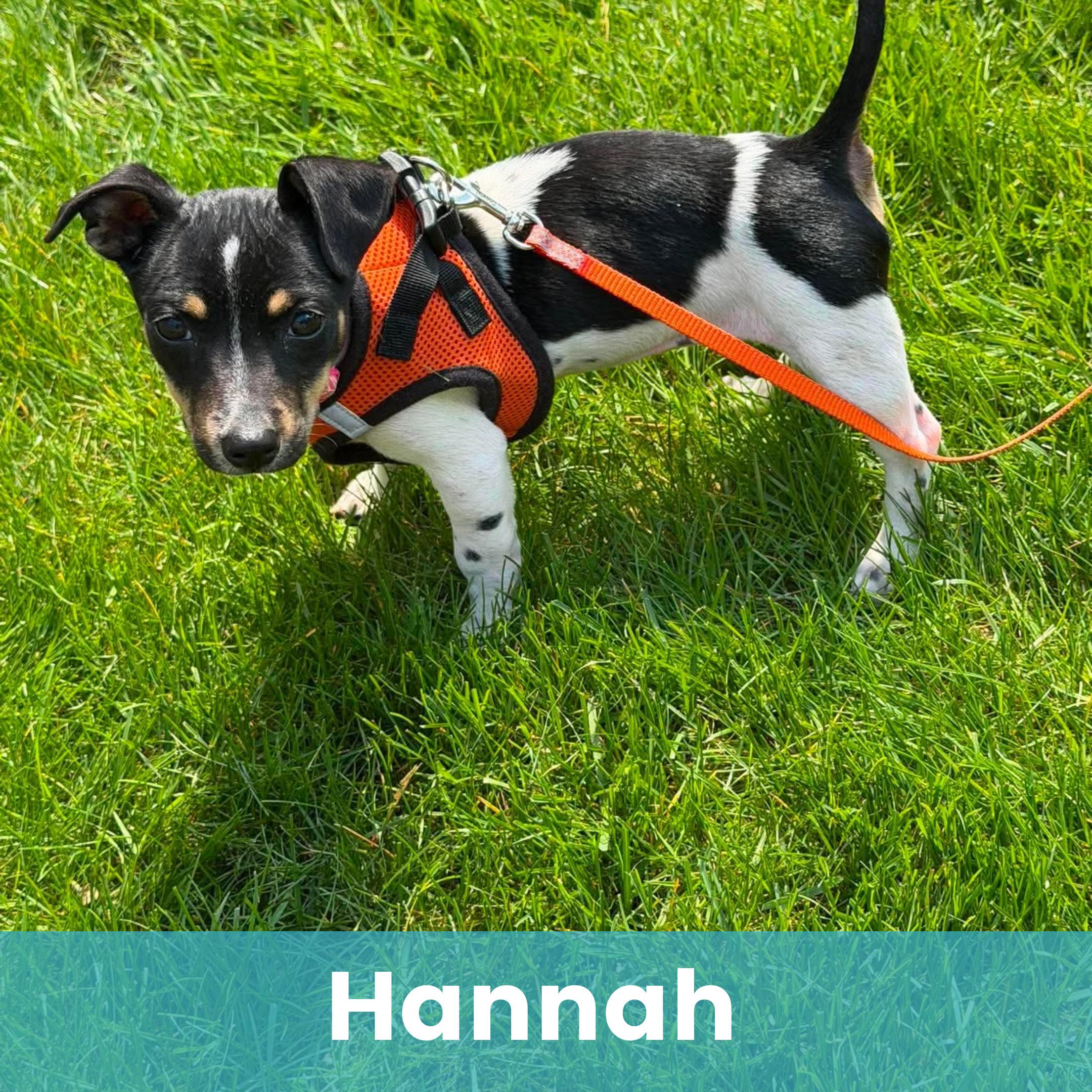 Hannah, ADOPTABLE, Puppy Female Mixed Breed.
