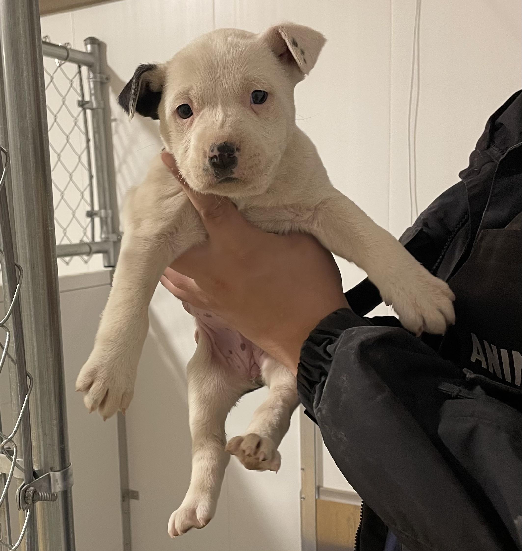 Popcorn, ADOPTABLE, Puppy Female Pit Bull Terrier.