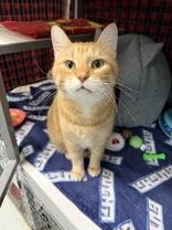 Gideon, adoptable, Senior Male Domestic Short Hair.