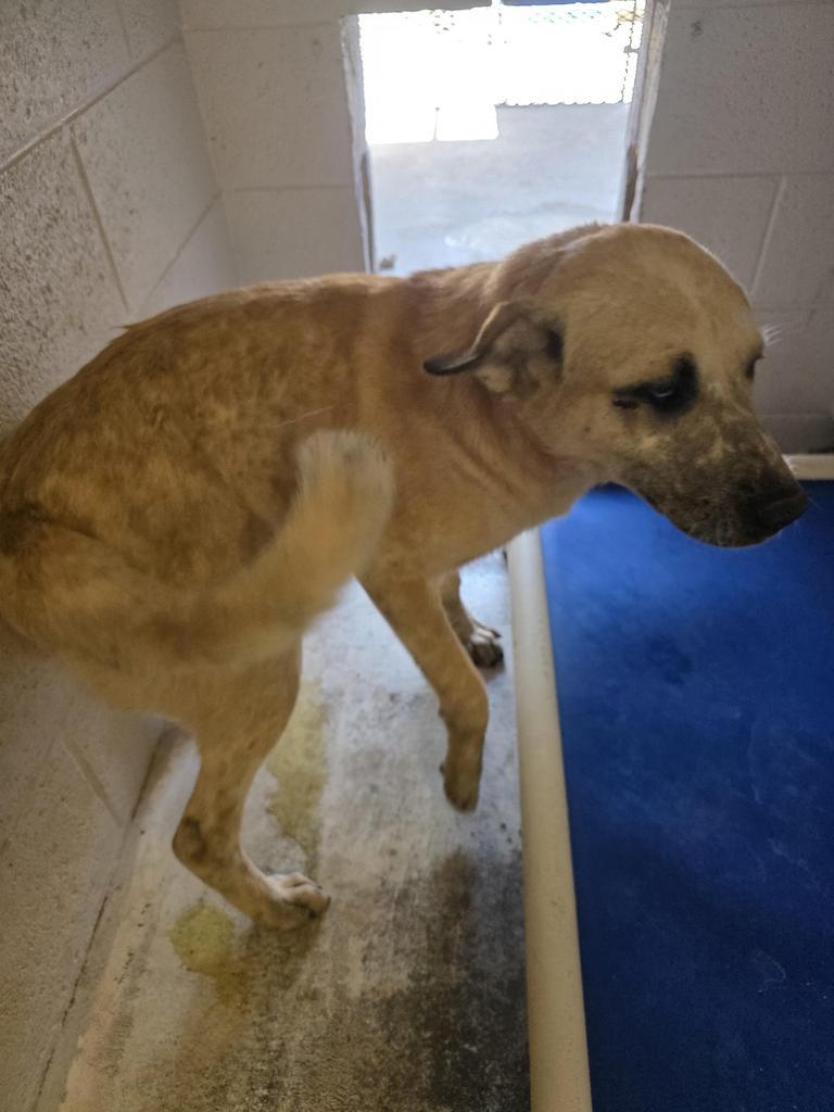 Tammie Fae, Adoptable, Puppy Female Great Pyrenees & Mixed Breed.