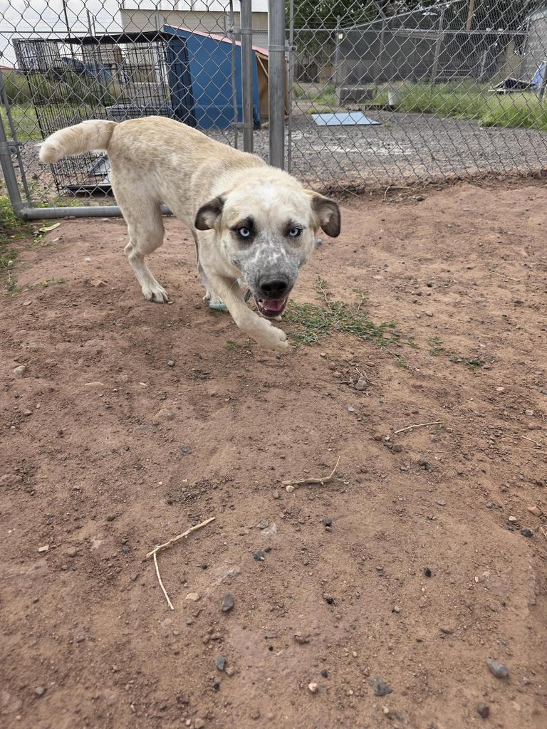 Enlarge Tammie Fae, a Adoptable mixed breed in Holbrook, AZ image 2/3