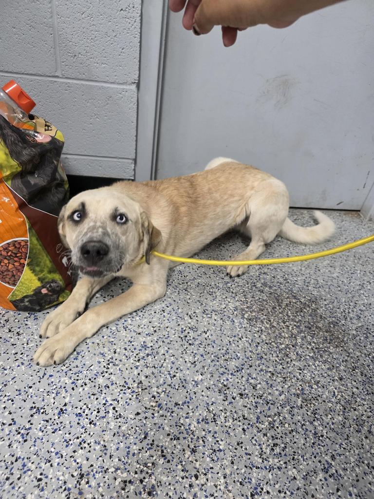Tammie Fae, a Adoptable mixed breed in Holbrook, AZ image 2/2