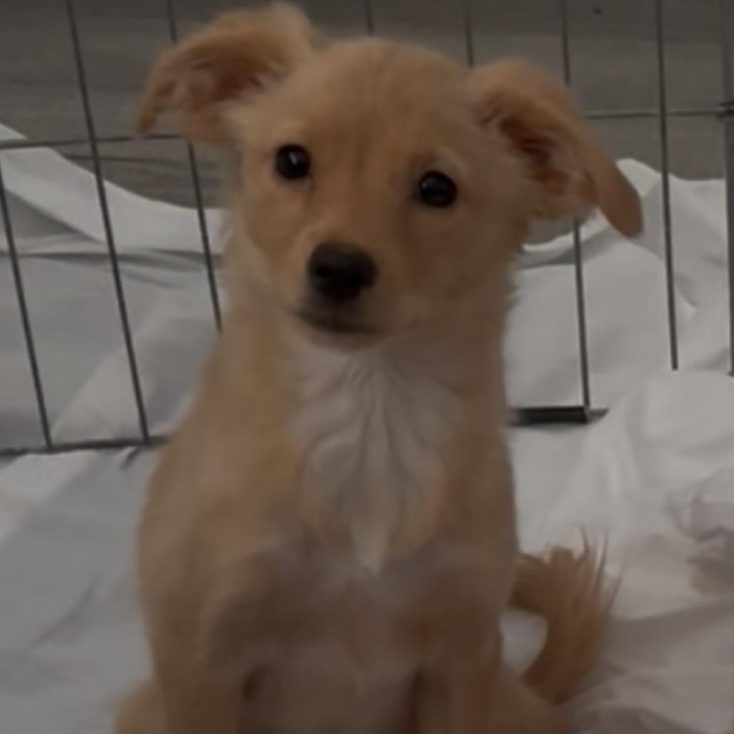 Velma, Adoptable, Puppy Female Chihuahua & Mixed Breed.