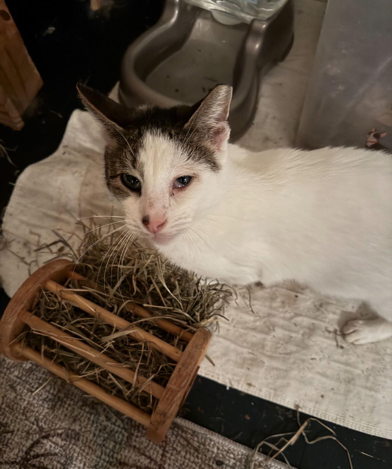 Pappy Dill, Adoptable, Senior Male Domestic Short Hair.