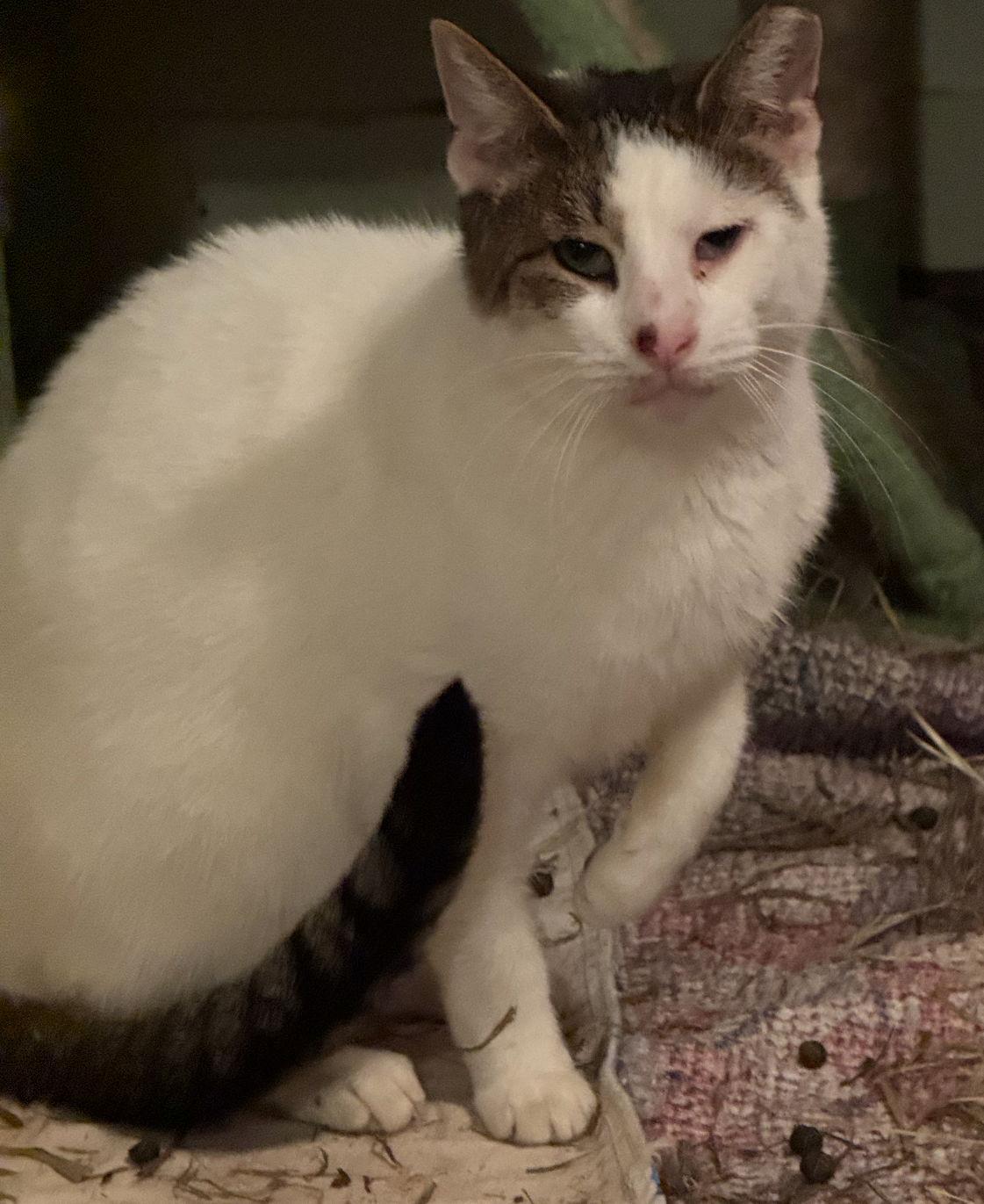 Enlarge Pappy Dill, a Adoptable Domestic Short Hair in Woodbury, NJ image 2/3