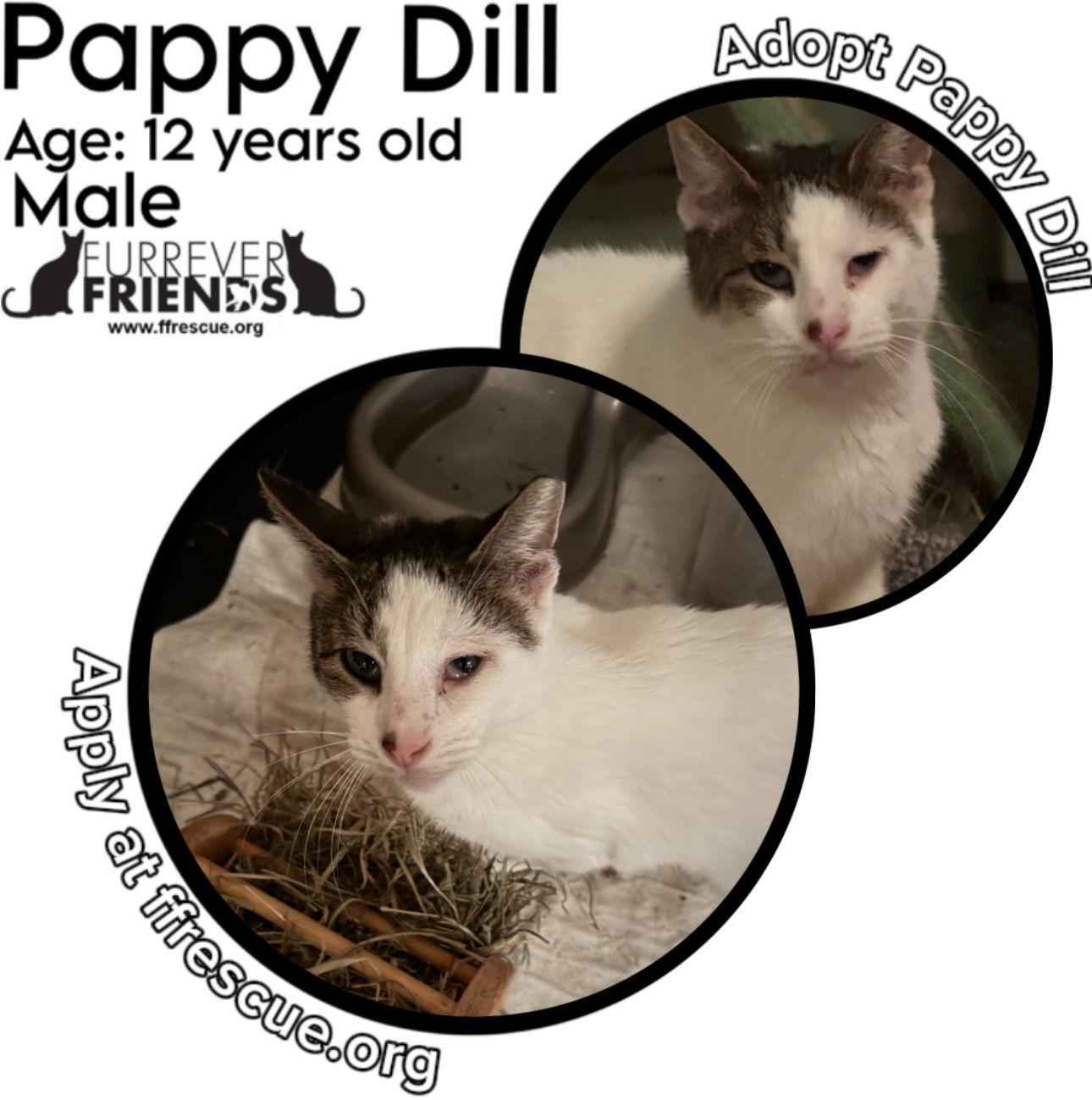 Enlarge Pappy Dill, a Adoptable Domestic Short Hair in Woodbury, NJ image 3/3