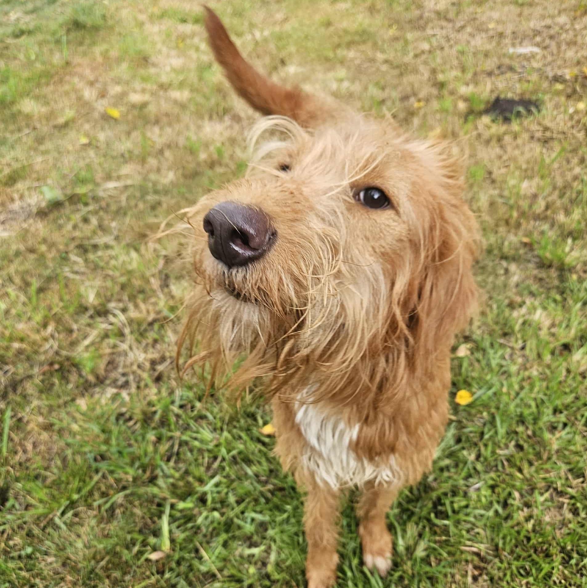 CHEWY