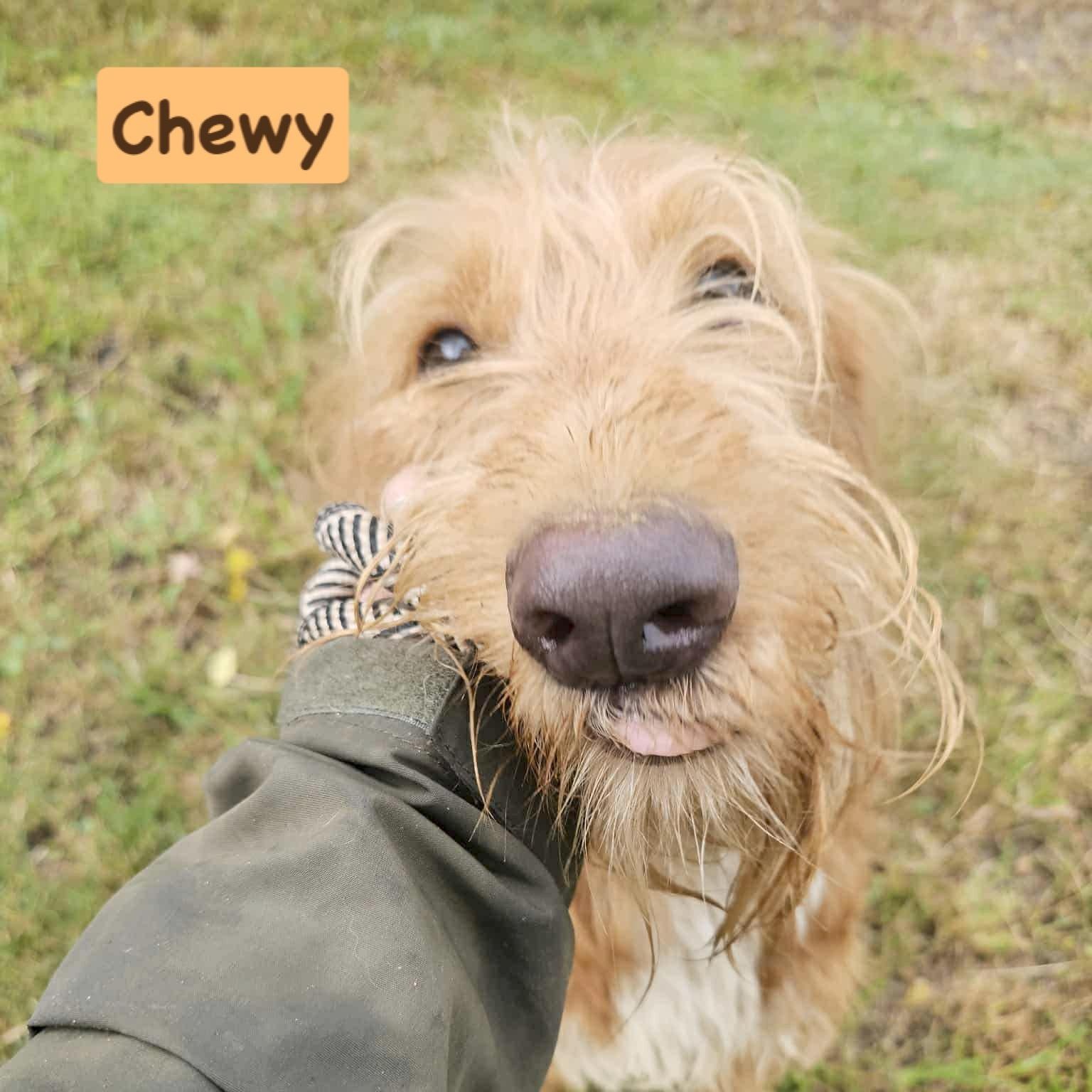 CHEWY