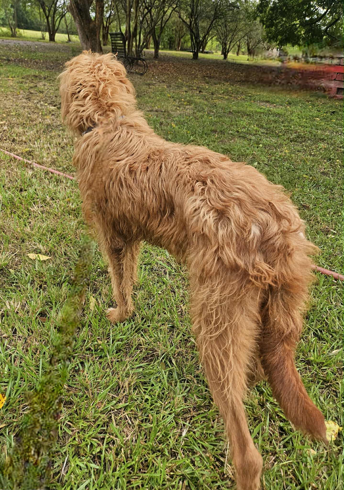CHEWY