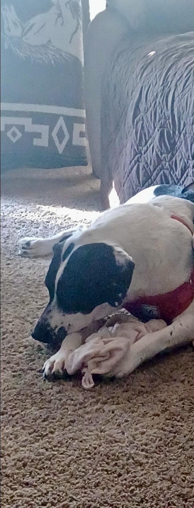 Enlarge MOBIE  (Loving, Kind, Calm Inside, Playful Outside, Loves Pets), a Adoptable mixed breed in Harrisburg, PA image 4/6