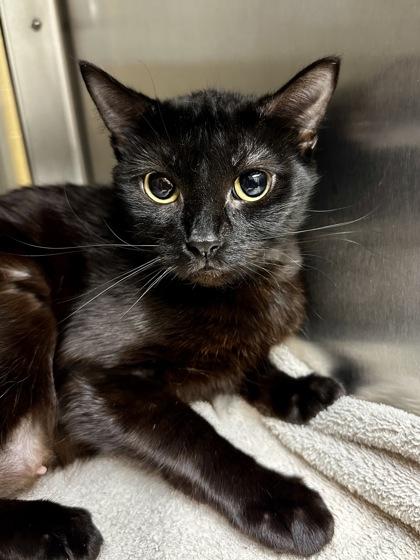 Enlarge VHS Player, a Adoptable mixed breed in Wichita, KS image 1/2