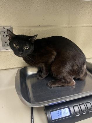 Enlarge VHS Player, a Adoptable mixed breed in Wichita, KS image 2/2