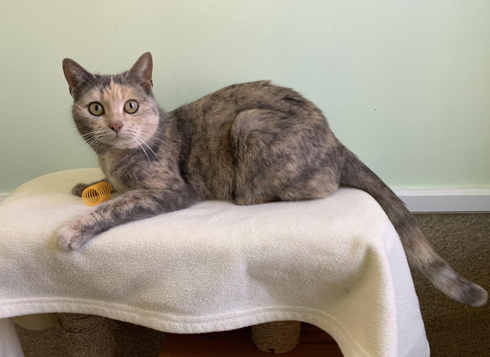 Enlarge Una, a Adopted mixed breed in Mc Cormick, SC image 2/3