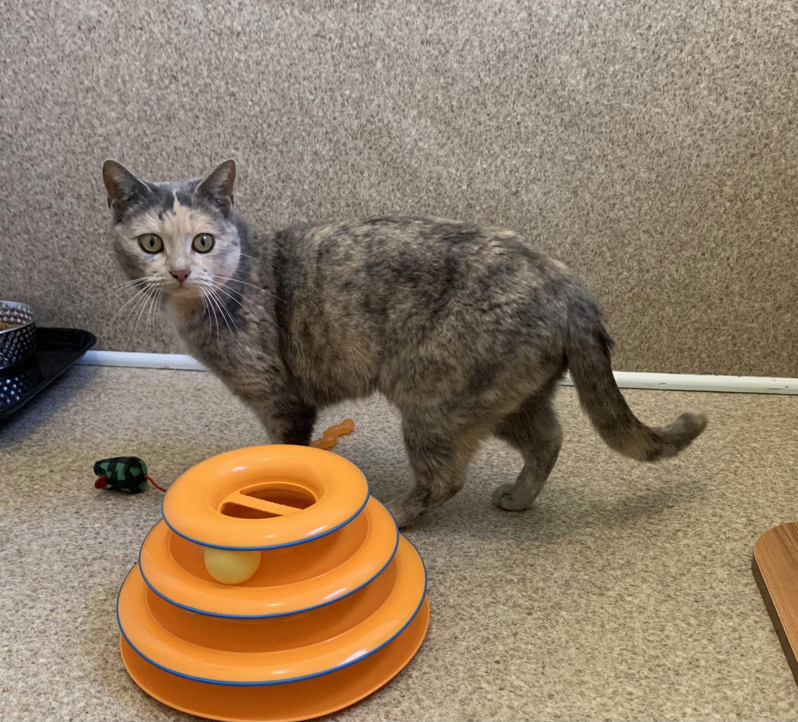 Enlarge Una, a Adopted mixed breed in Mc Cormick, SC image 3/3