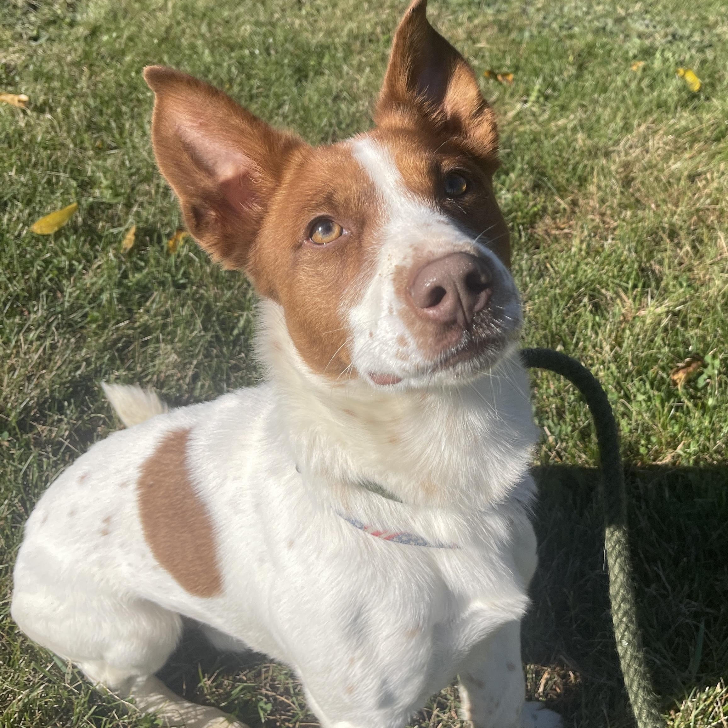 Enlarge Elvis, a Adoptable mixed breed in Allegan, MI image 2/6