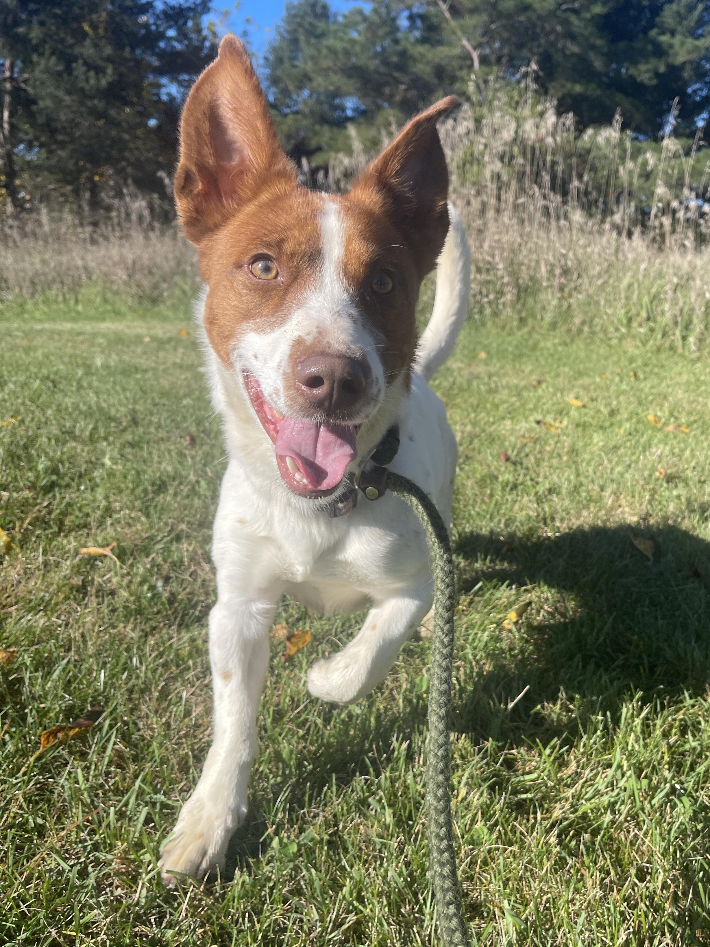Enlarge Elvis, a Adoptable mixed breed in Allegan, MI image 4/6