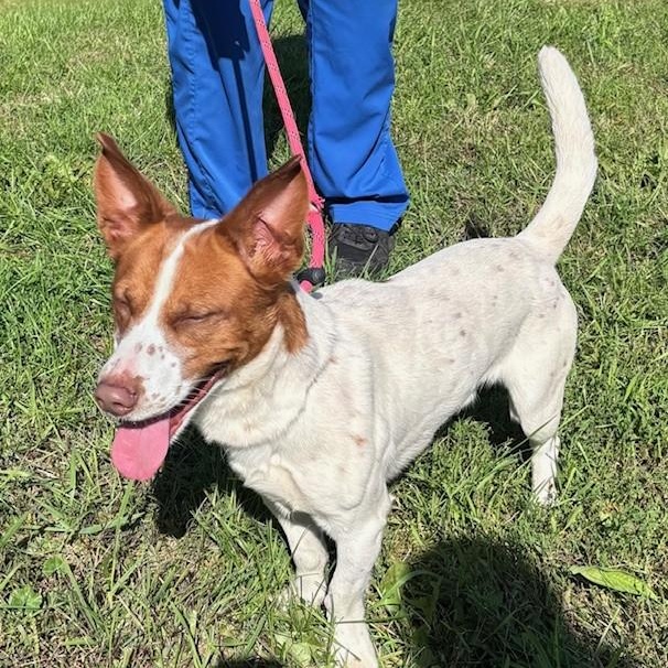 Elvis, Adoptable, Young Male Basset Hound.