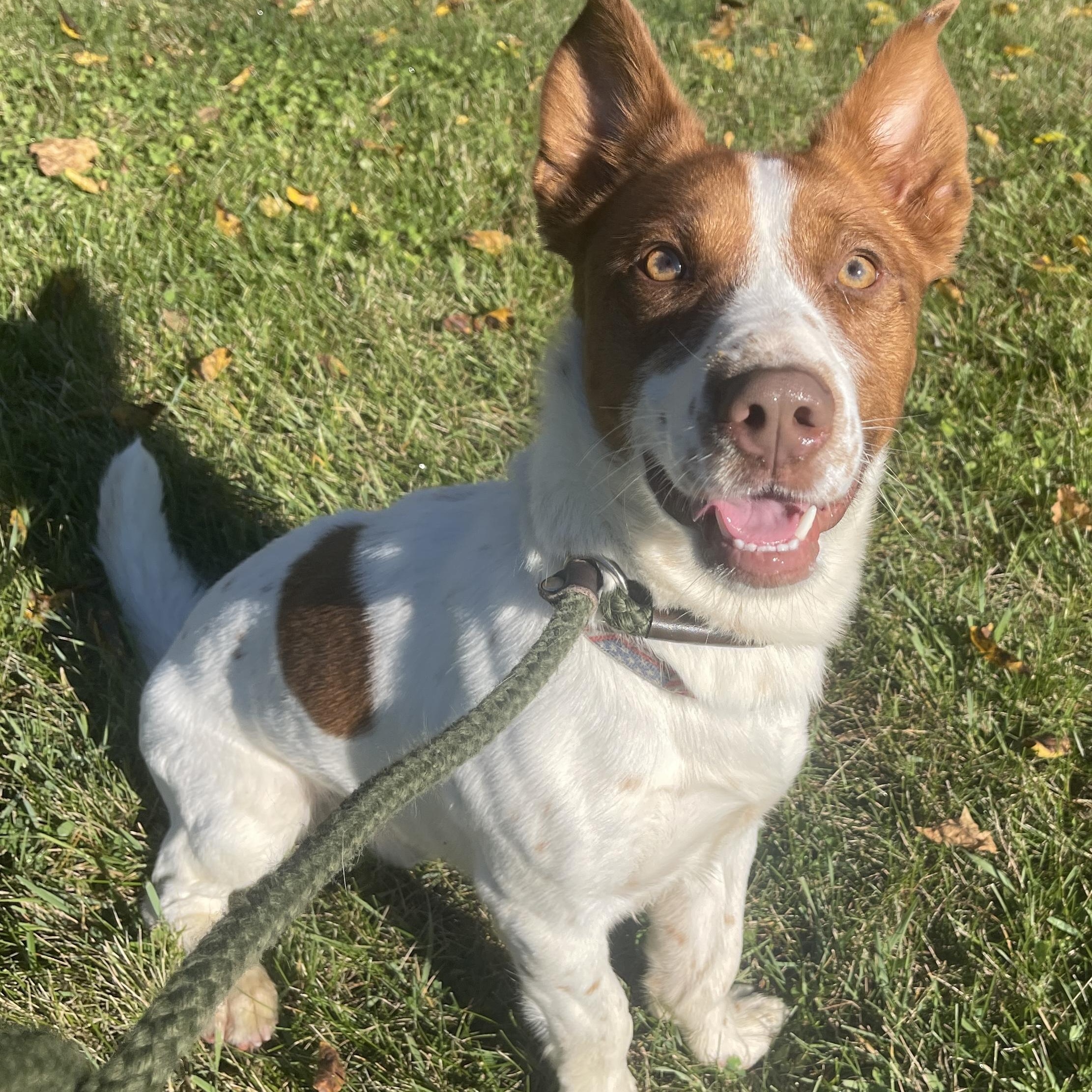 Elvis photo