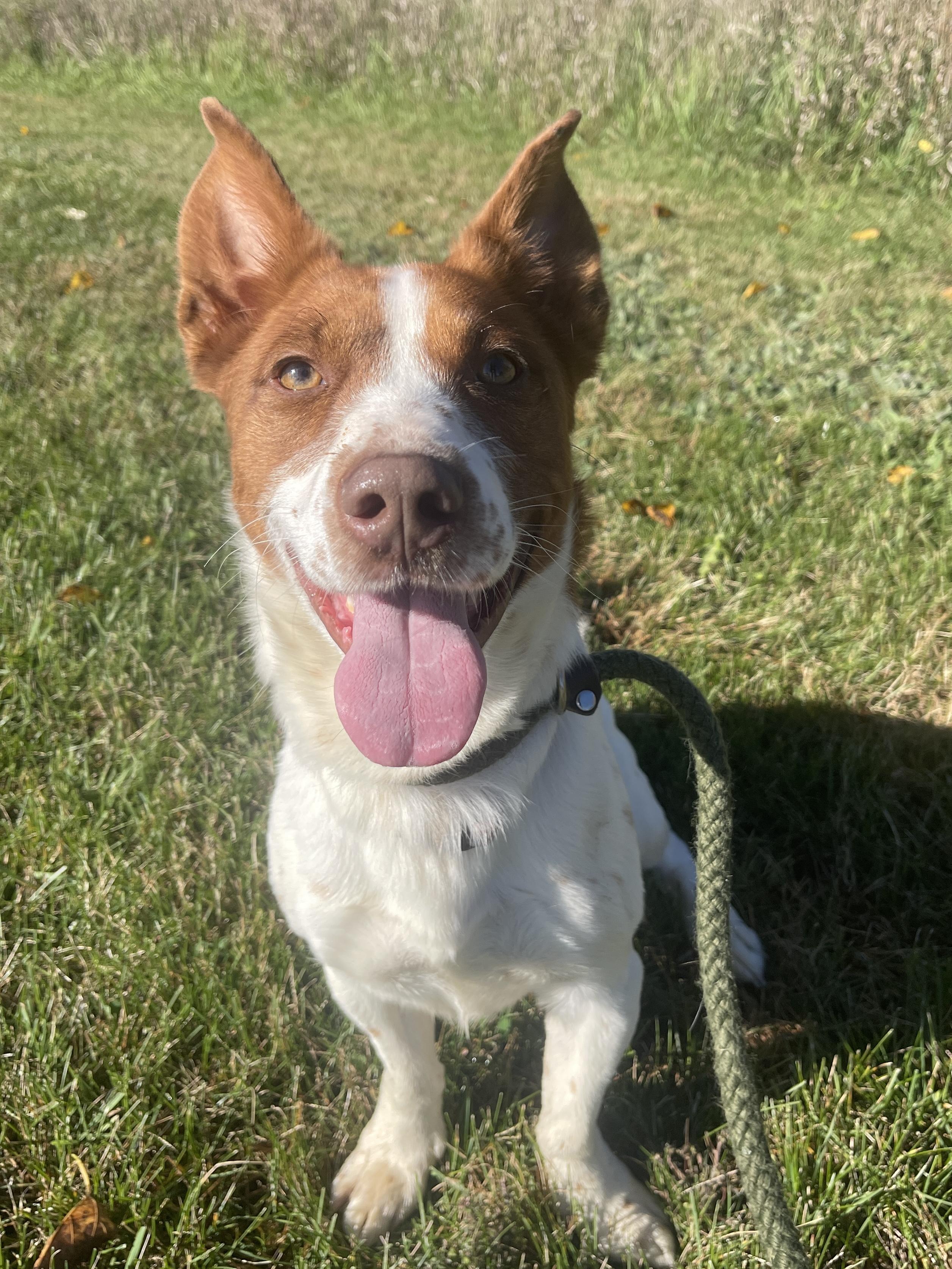 Enlarge Elvis, a Adoptable mixed breed in Allegan, MI image 5/6