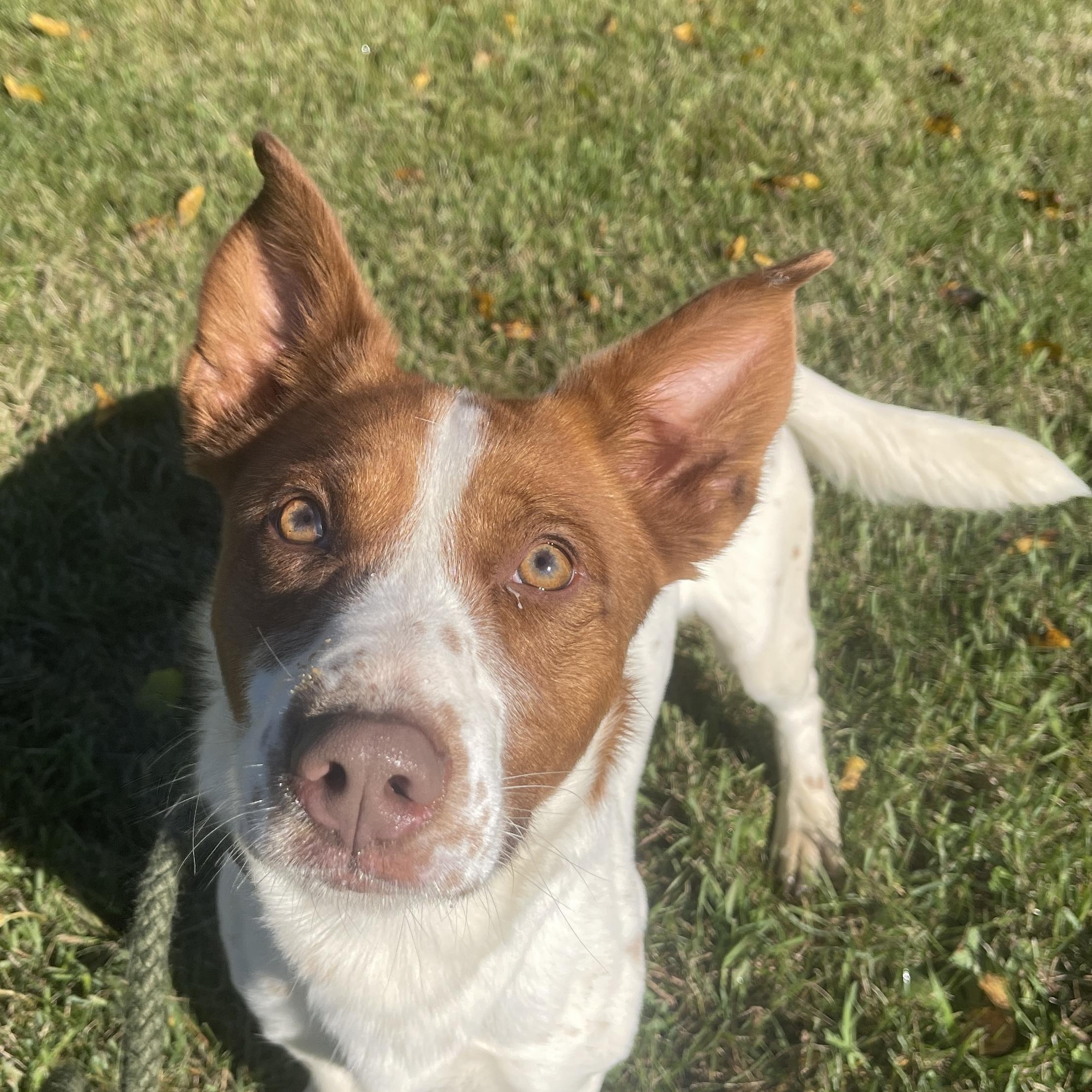 Enlarge Elvis, a Adoptable mixed breed in Allegan, MI image 3/6