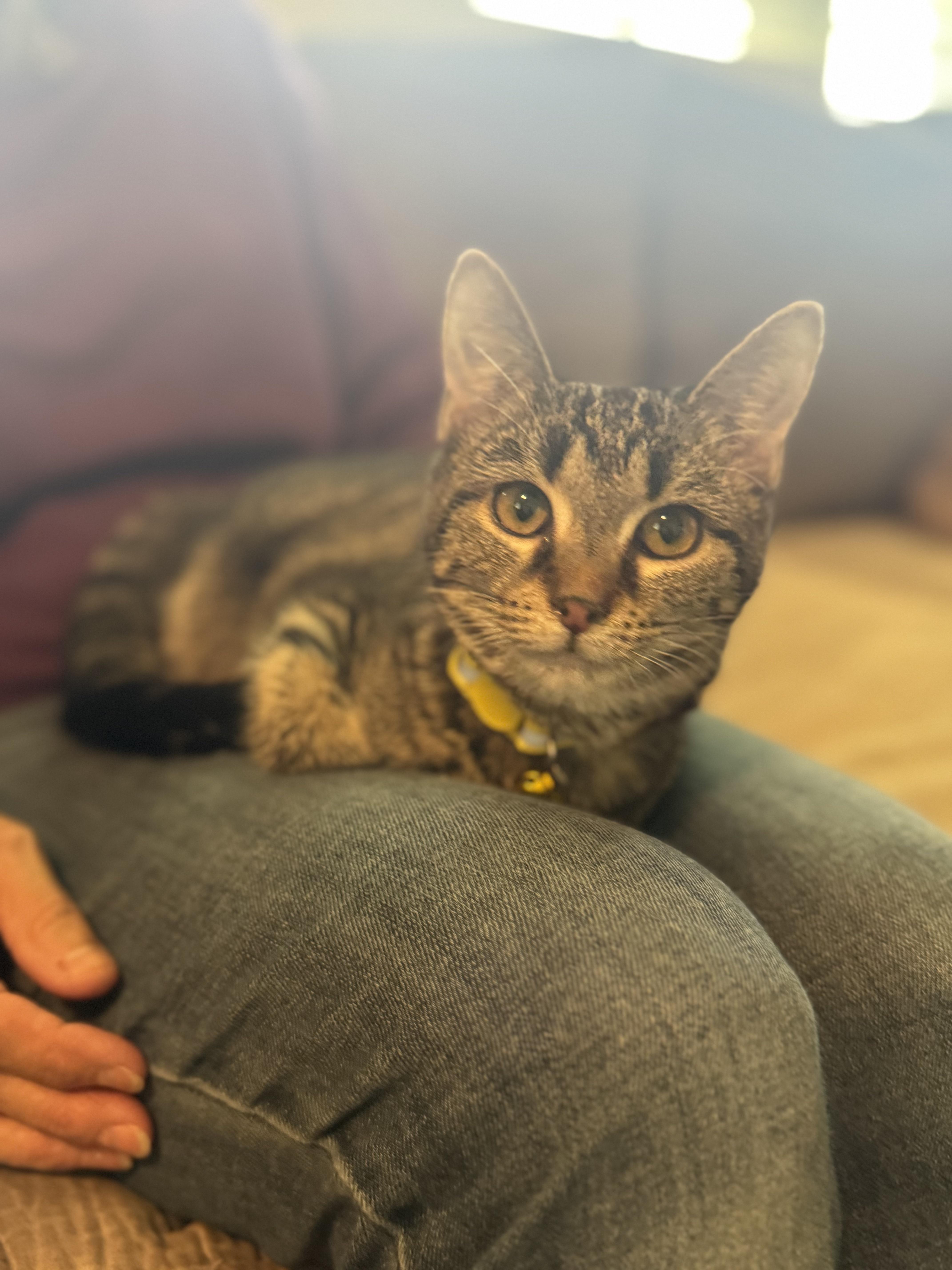 Tiana, Young Female Domestic Short Hair