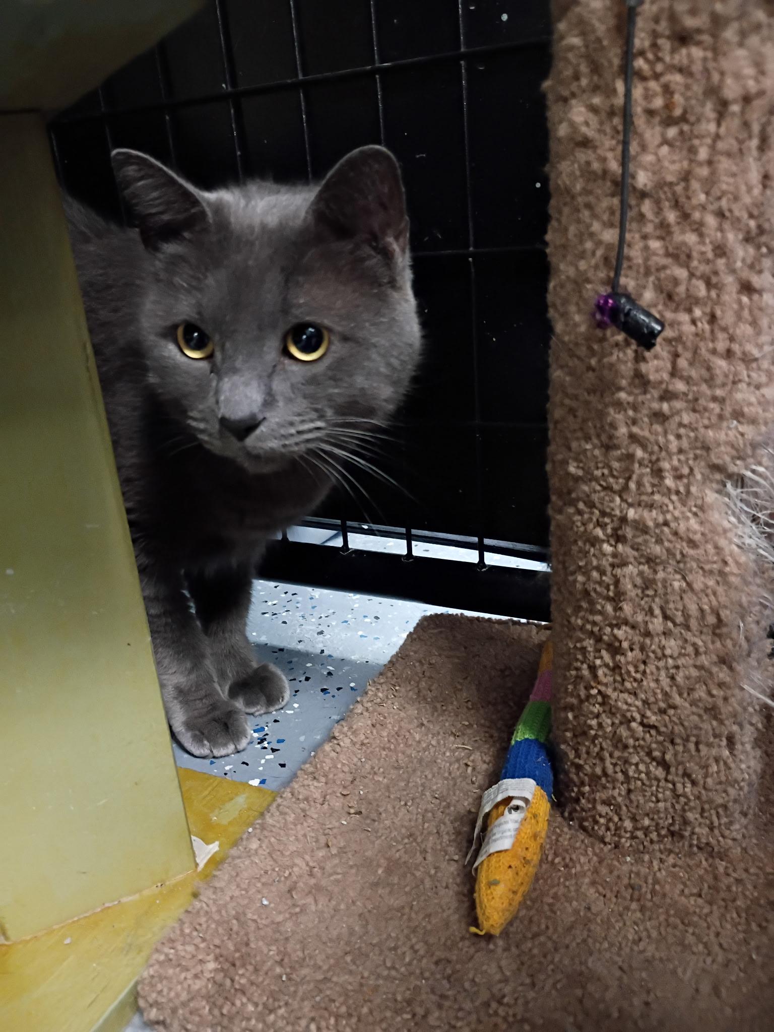 Cubby, Adoptable, Adult Male Russian Blue.