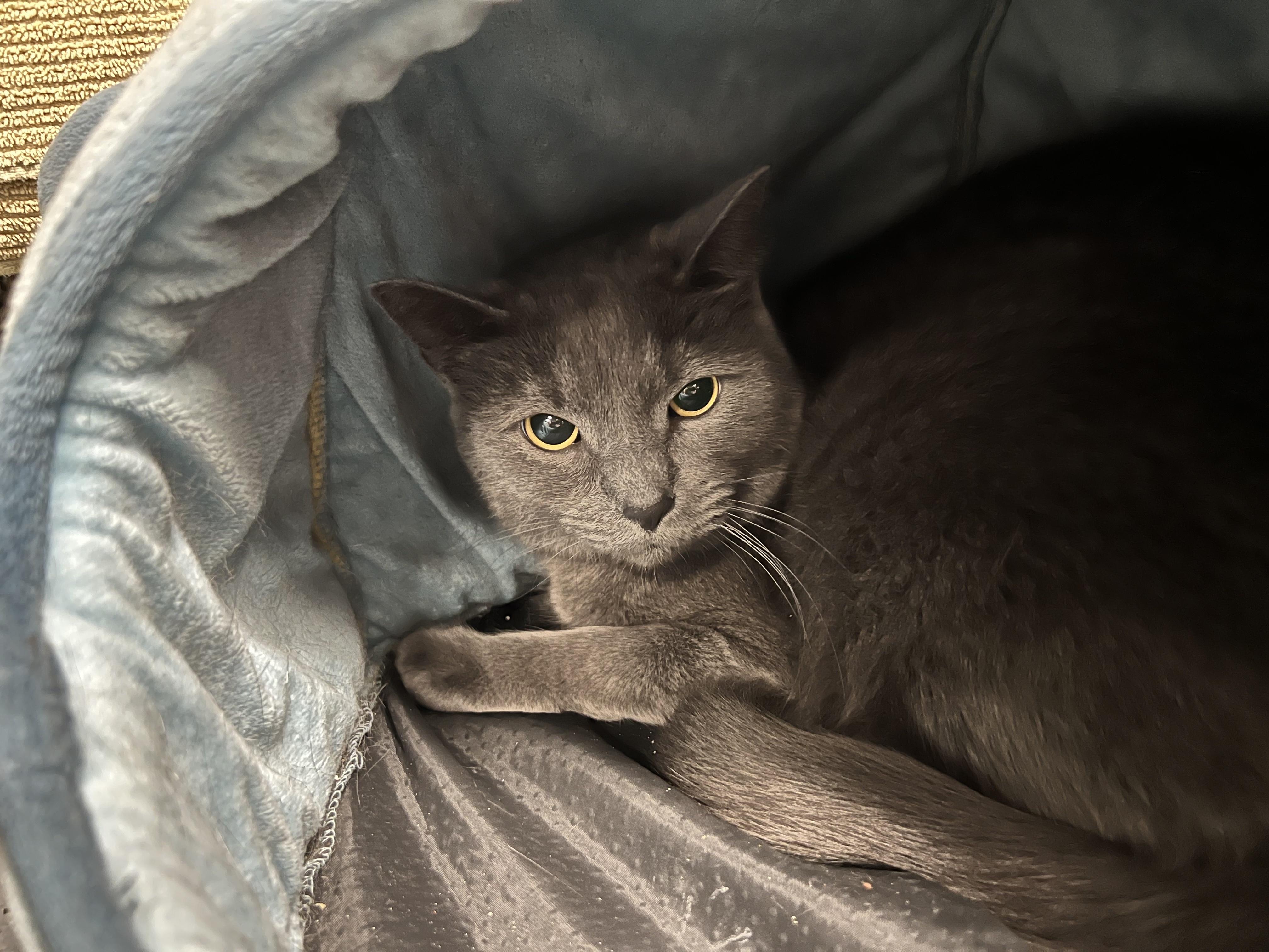 Enlarge Cubby, a Adoptable Russian Blue in Holland, MI image 2/2