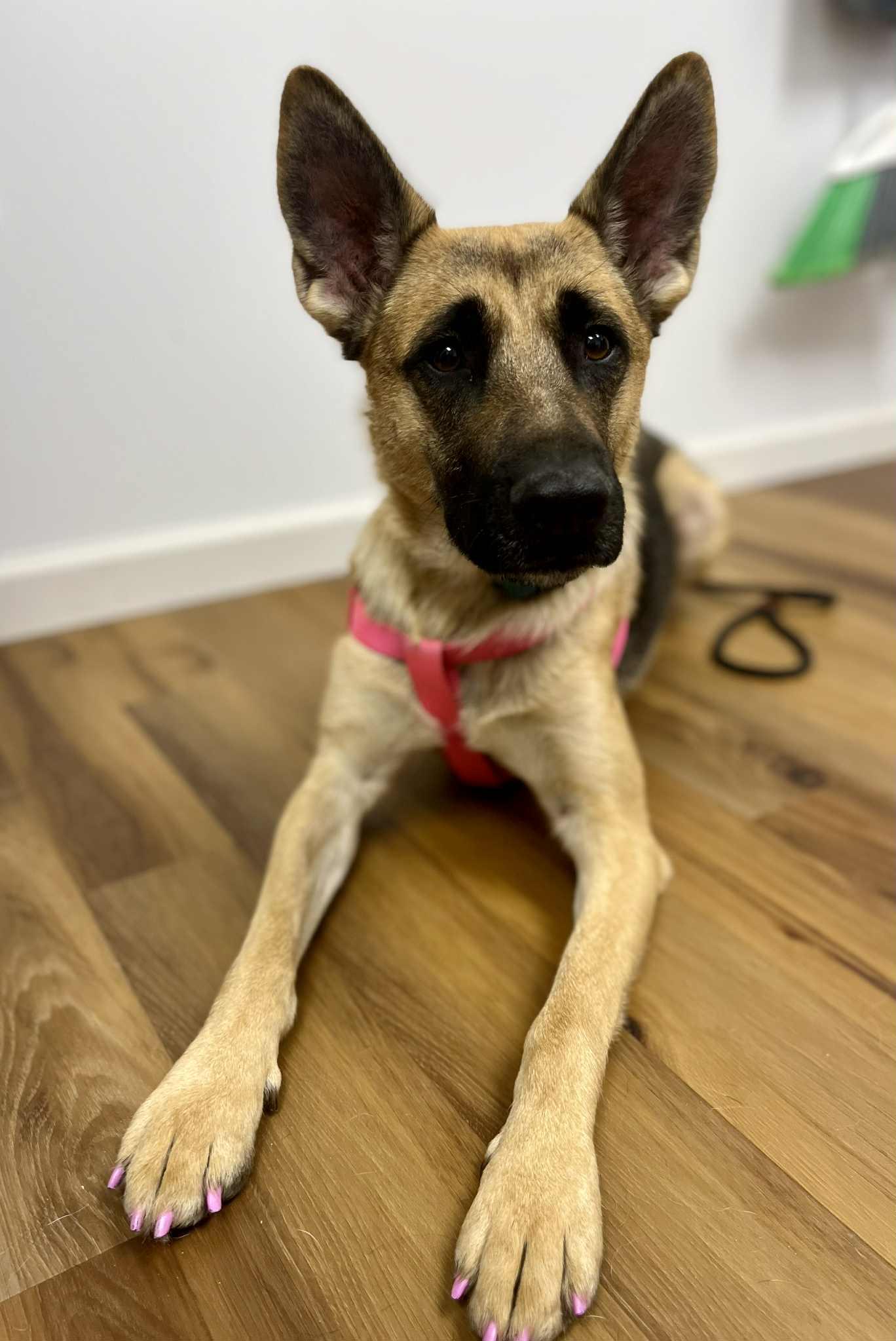 Enlarge GIGI    $425, a ADOPTABLE mixed breed in Milwaukee, WI image 1/6