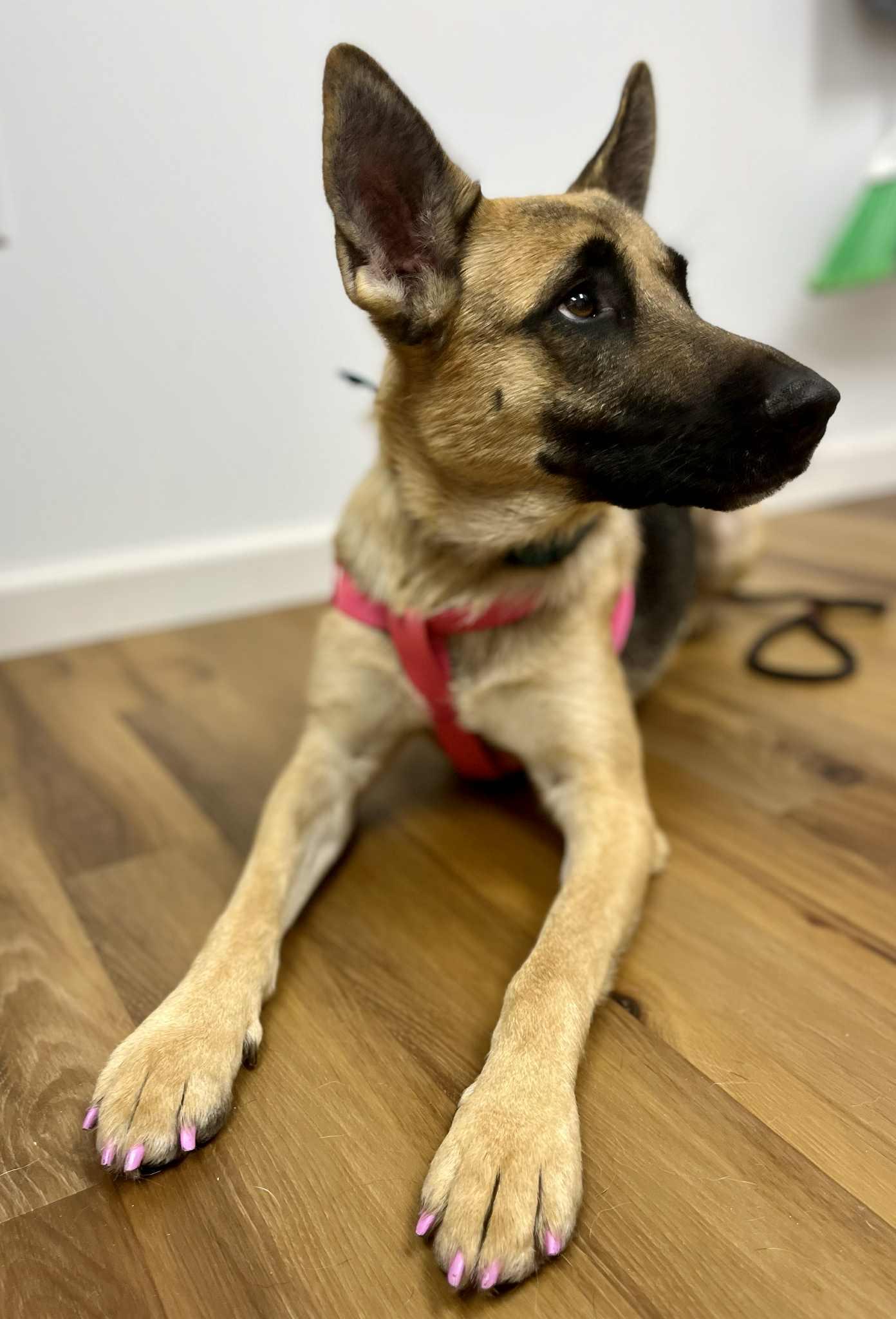 Enlarge GIGI    $425, a ADOPTABLE mixed breed in Milwaukee, WI image 6/6